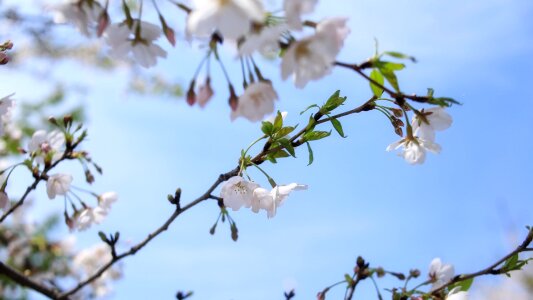 Artistic conception spring cherry blossom photo