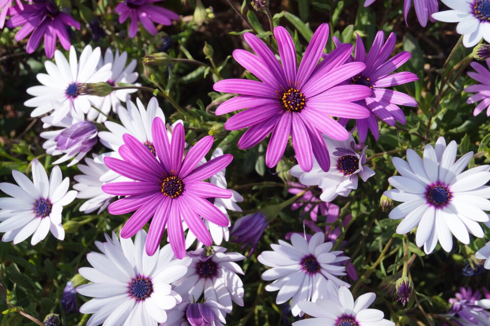 White purple spring
