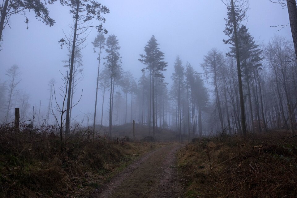 Fog forest winter