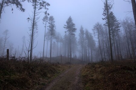 Fog forest winter photo