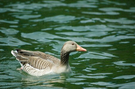 Greylag goose bird water bird photo