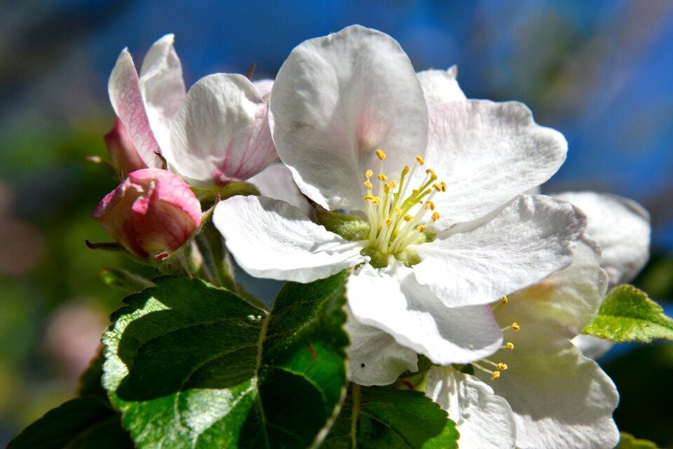 Apple blossom white apple tree photo