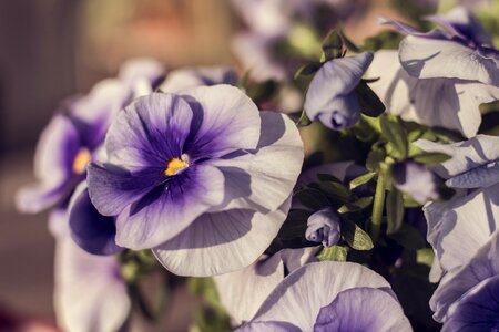 Bloom purple flower nature