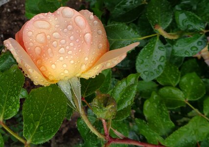 Garden nature rain drops