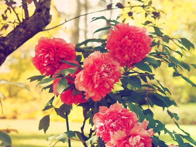 Spring garden red flower