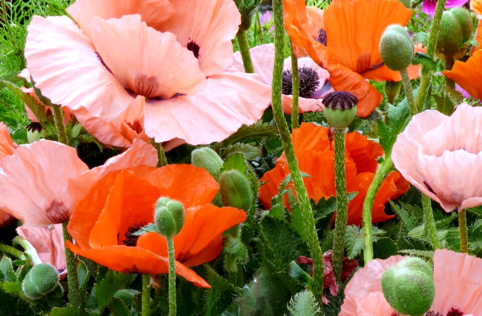 Confusion the plethora of poppy flower