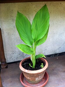 Turmeric plant herbs medicinal plant