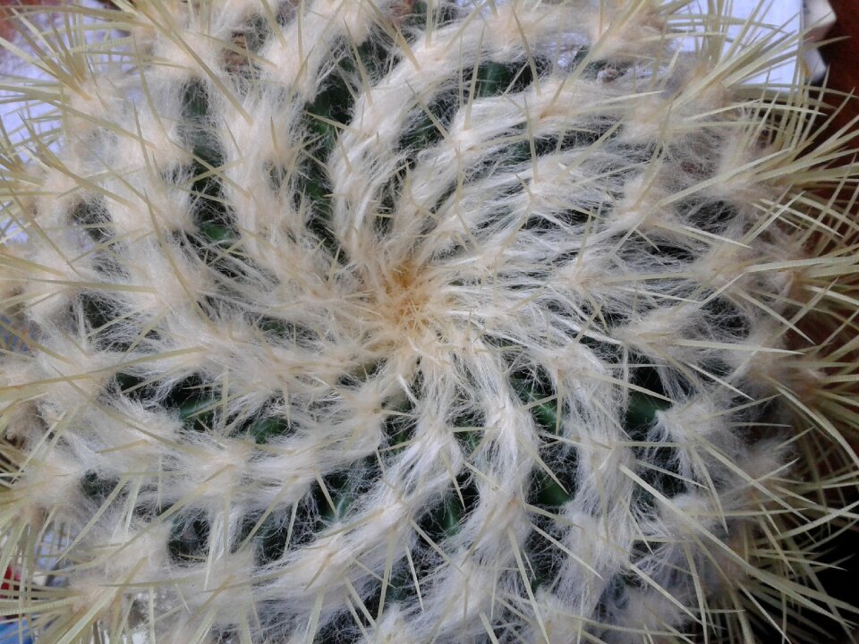 Cactus structure spiral