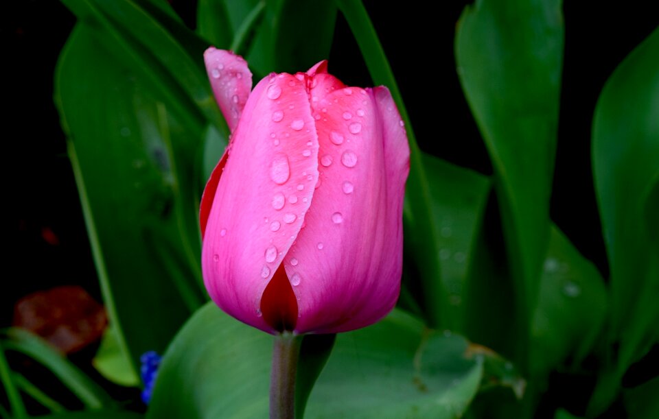 Spring budding wet