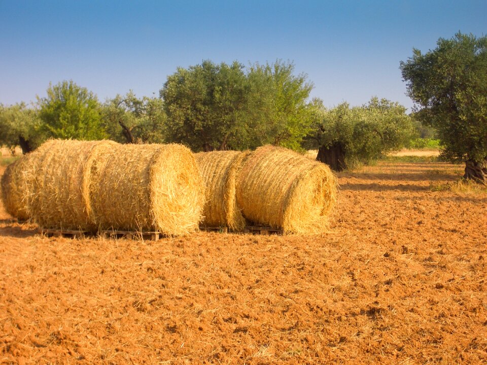 Olive tree hay mediterranean