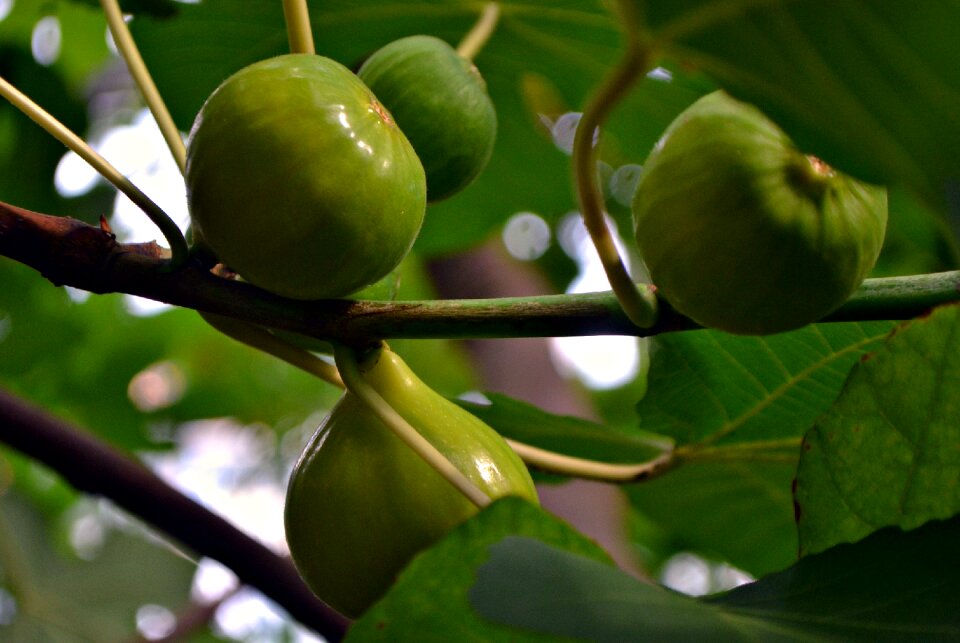 The fig tree fig wine berry