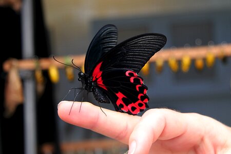 Mariposa insect mariposário