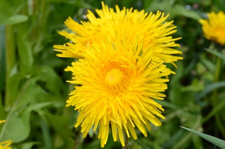 Plants spring sonchus oleraceus