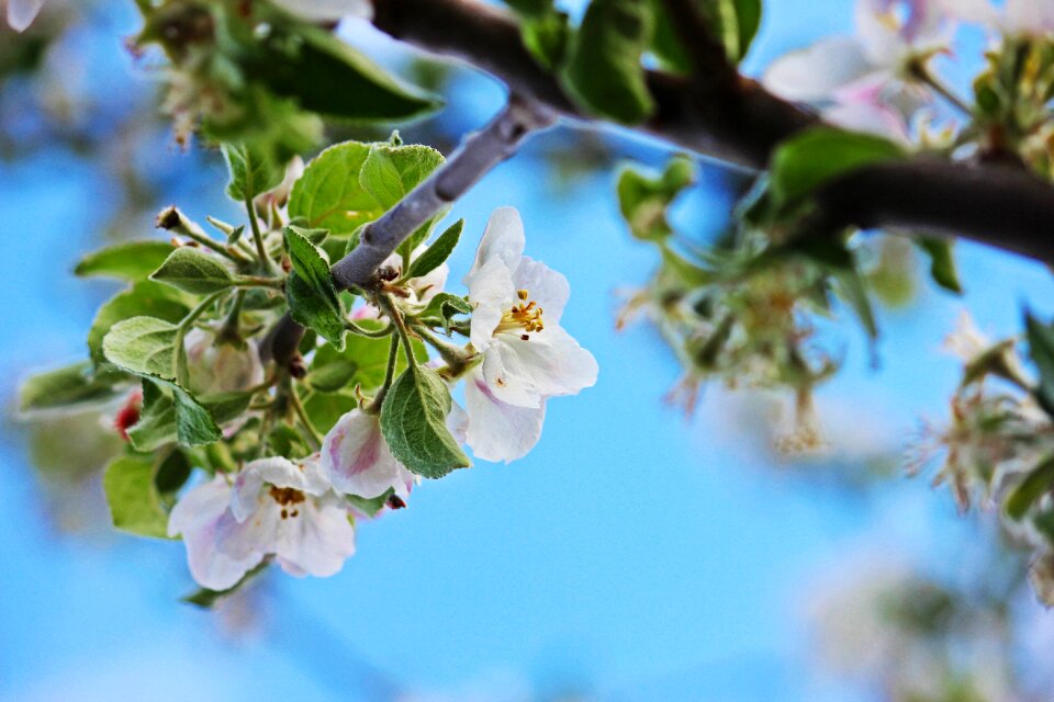 Blossom bloom apple tree