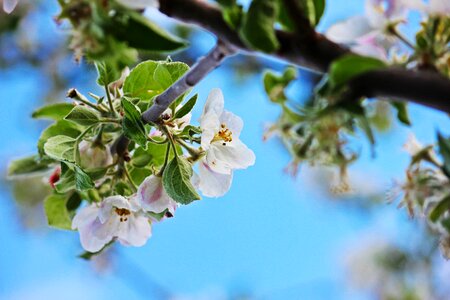 Blossom bloom apple tree photo