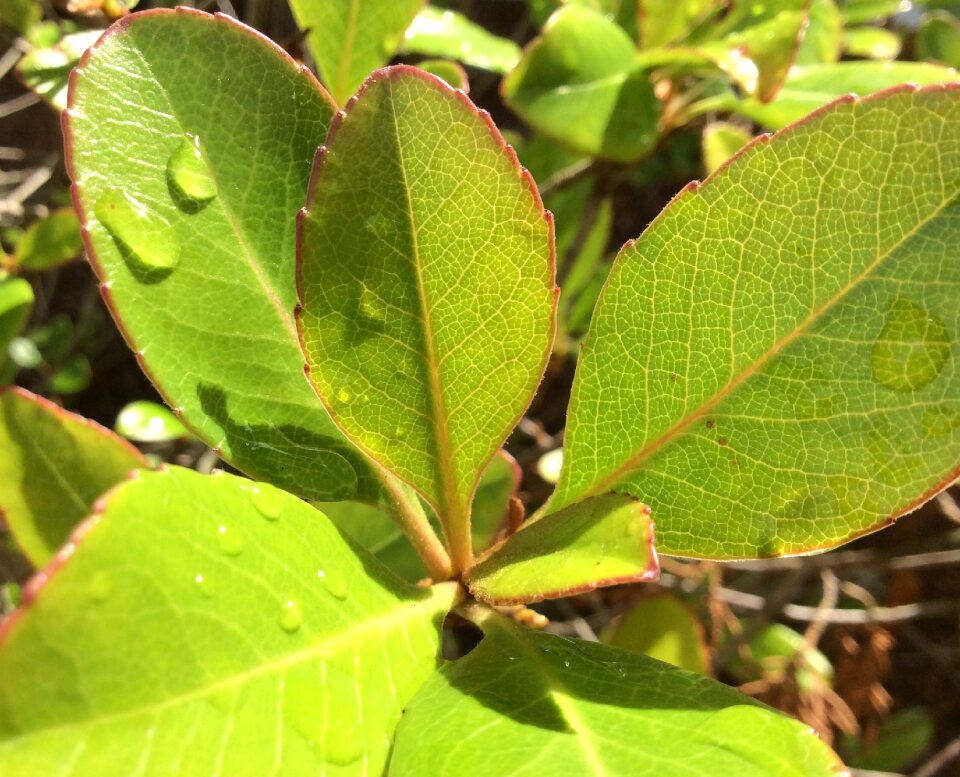 Freshness dew drop
