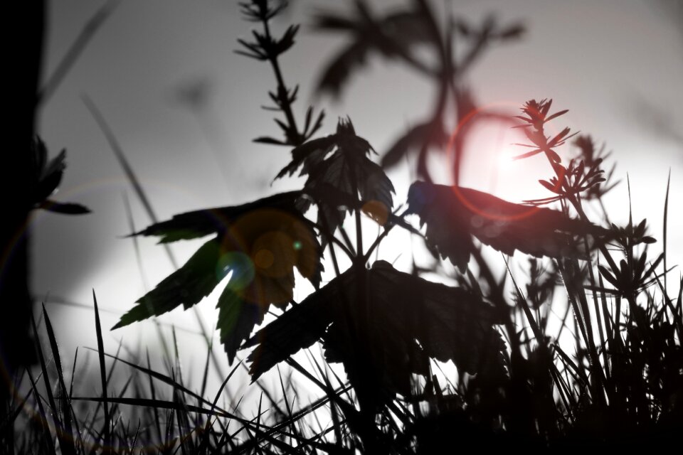 Landscape plant sun