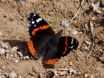 Vanessa atalanta beauty detail