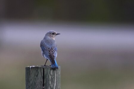 Bc bird wildlife