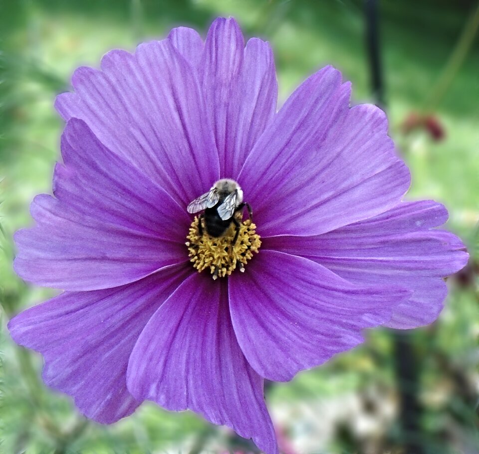 Bee garden blossom