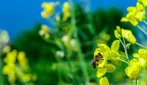 Yellow green nature