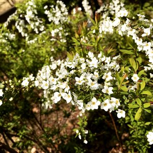 Spring park flowers