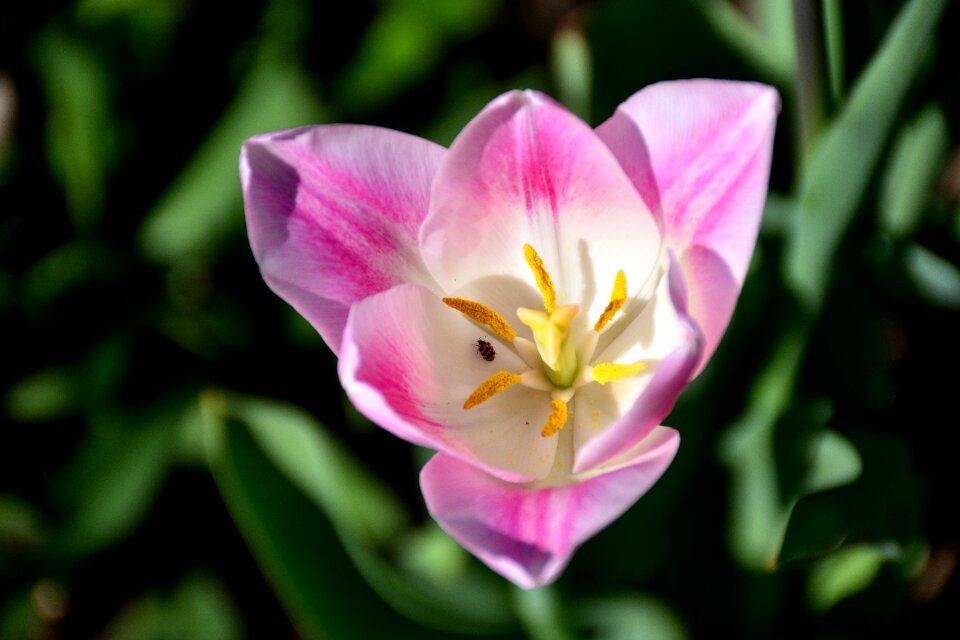 Nature white pink schnittblume photo