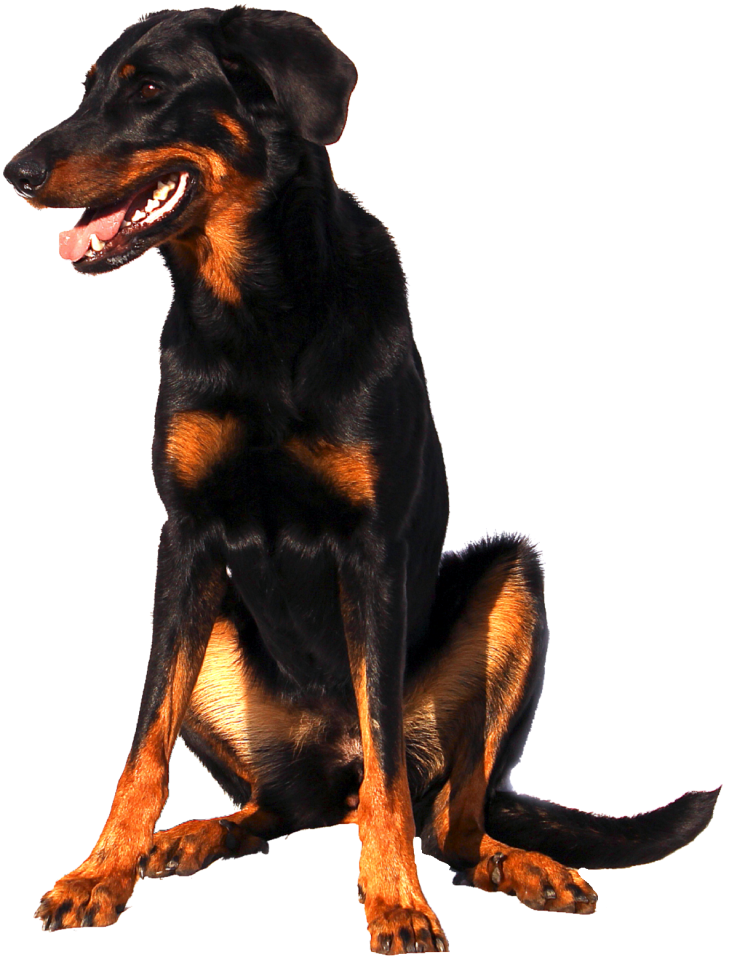 Dog sweet animal portrait