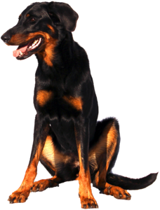Dog sweet animal portrait