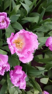 Spring holland plant