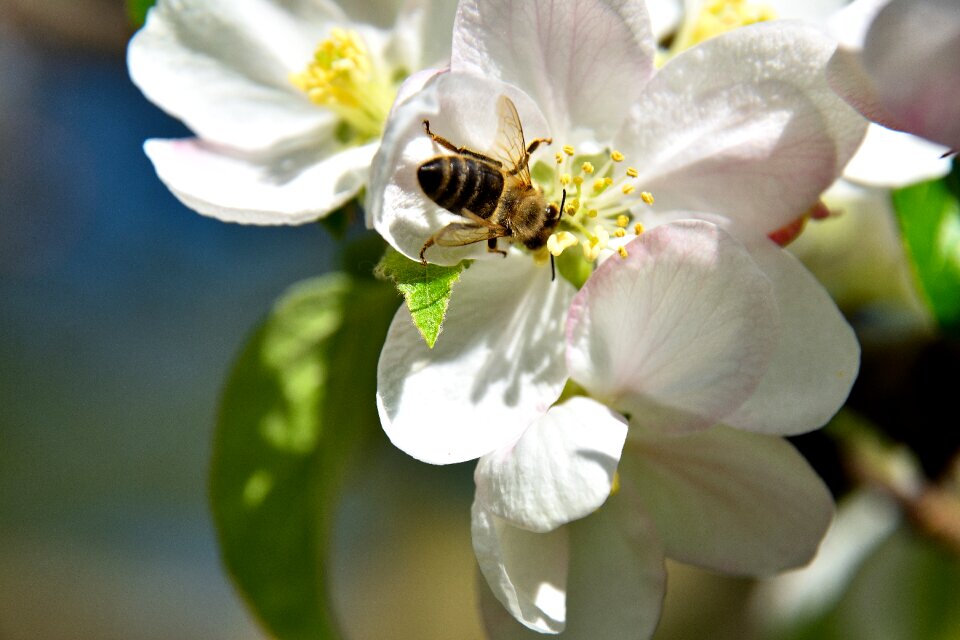Pollination blossom bloom