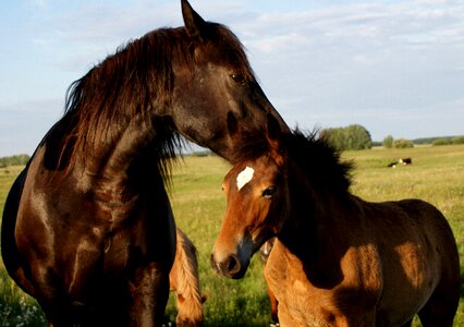 Nature young animal the head of a horse