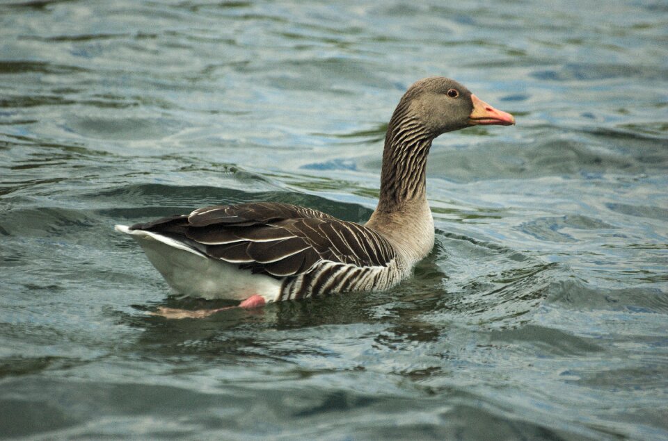 Greylag goose bird water bird