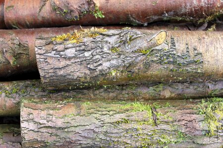 Tree old nature photo