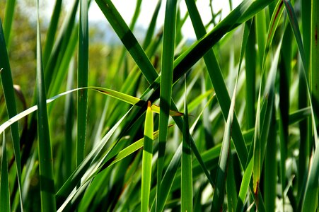 Nature leaves garden