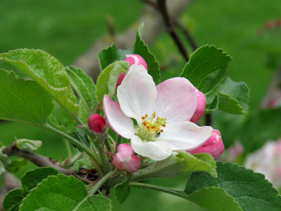 Bloom apple tree bloom