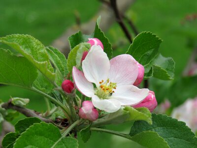 Bloom apple tree bloom photo