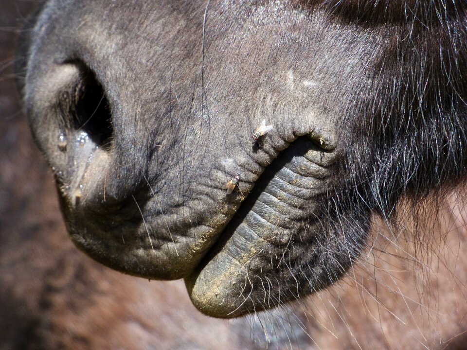 Mouth snout detail