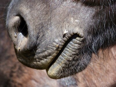 Mouth snout detail
