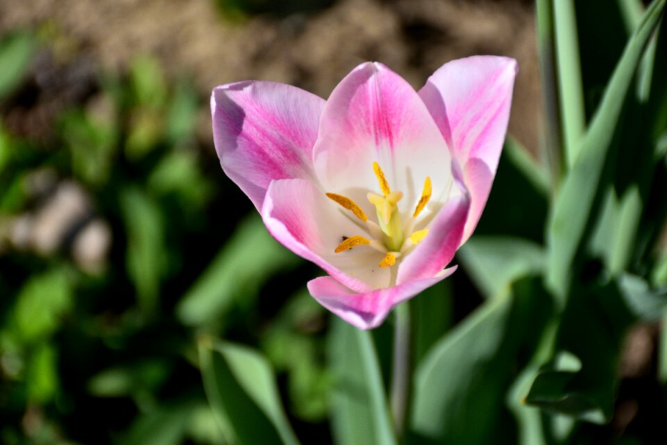 Nature white pink schnittblume