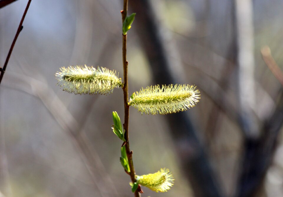 Branch spring living nature