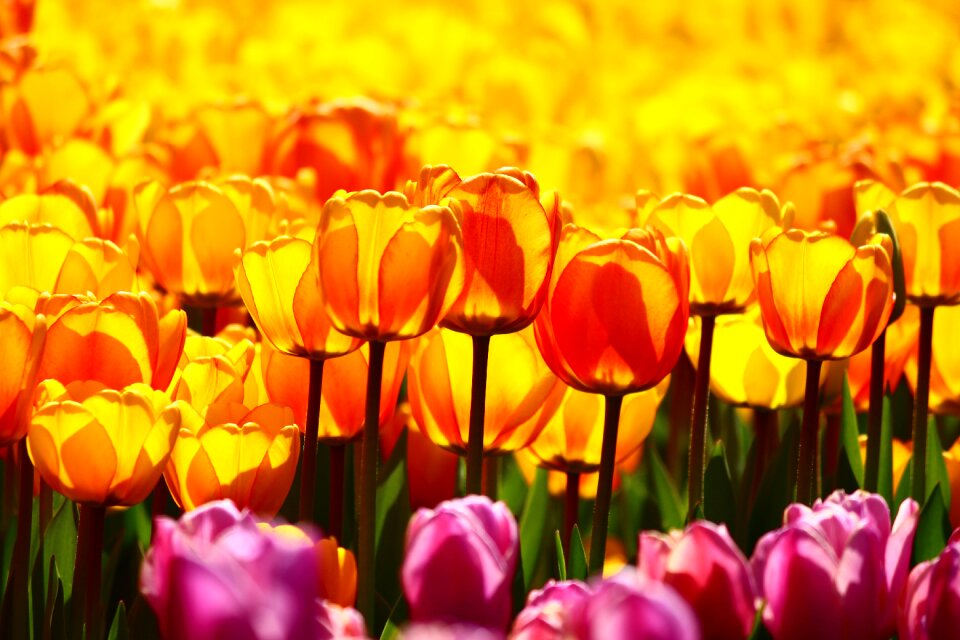 Yellow tulips tulip konya spring