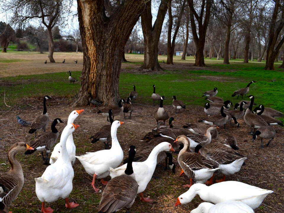 Wild goose outdoor