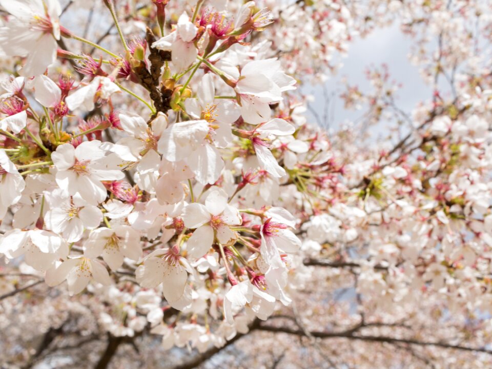 Spring wood lawn