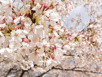 Spring wood lawn