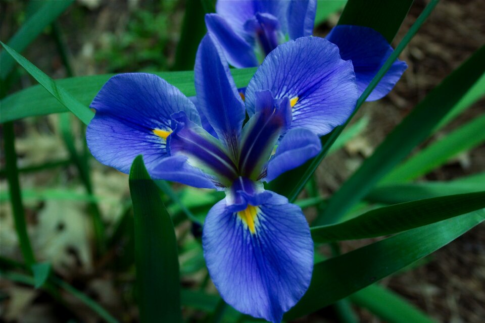 Spring blooming color
