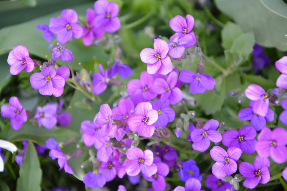 Plant wild flowers alps