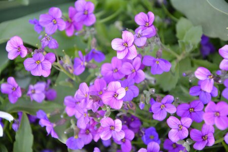 Plant wild flowers alps