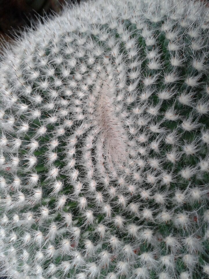 Cactus structure lemniscate