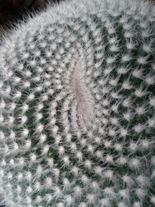 Cactus structure lemniscate